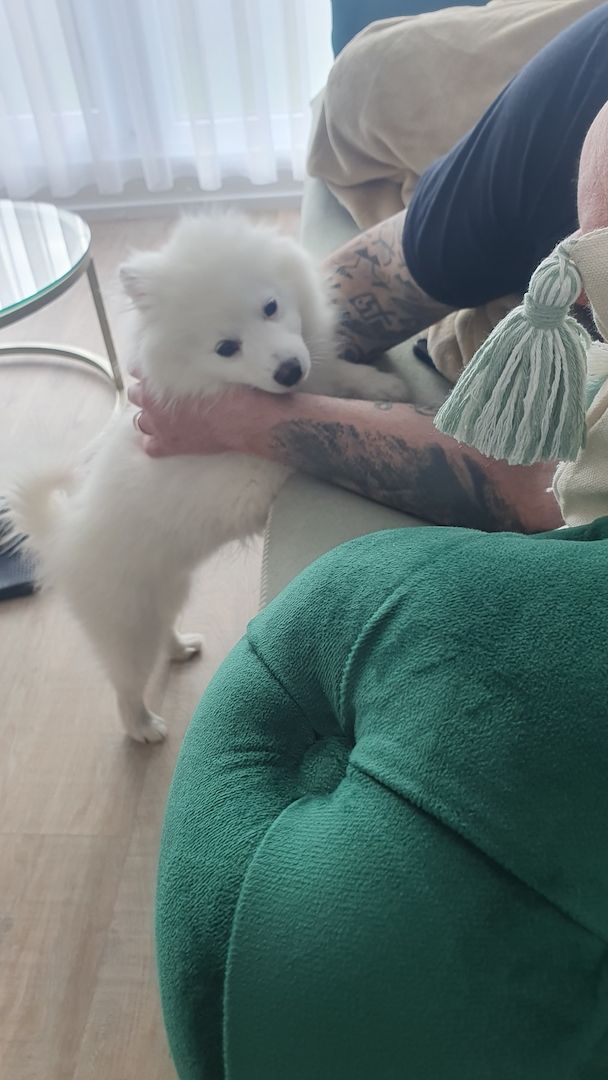 Welpe Loui - Deutscher Spitz Rüde