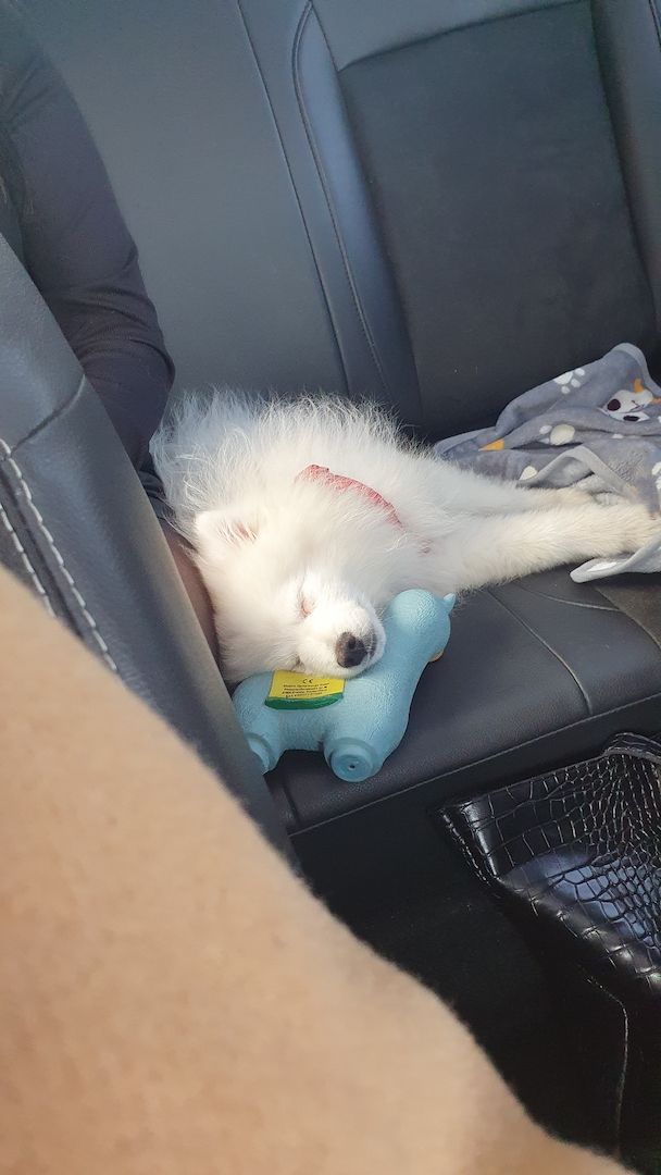 Welpe Loui - Deutscher Spitz Rüde