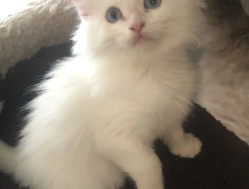 Ragdoll Kitten Kater Blue Eyed White weiß mit blauen Augen