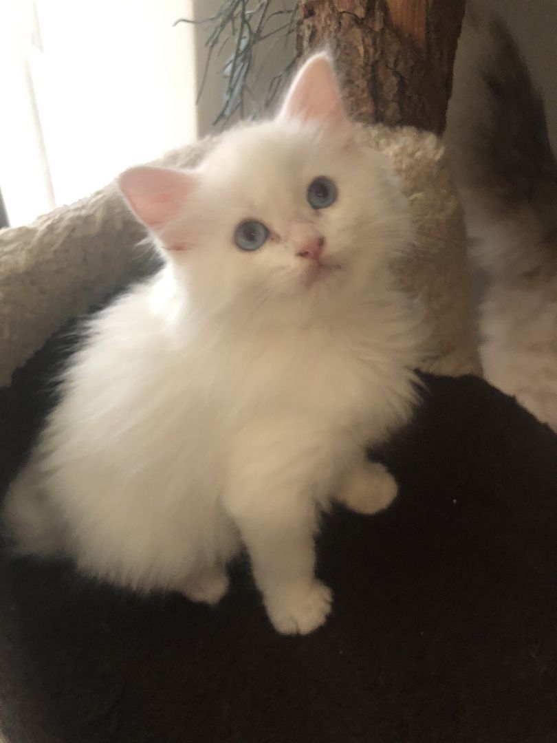 Ragdoll Kitten Kater Blue Eyed White weiß mit blauen Augen