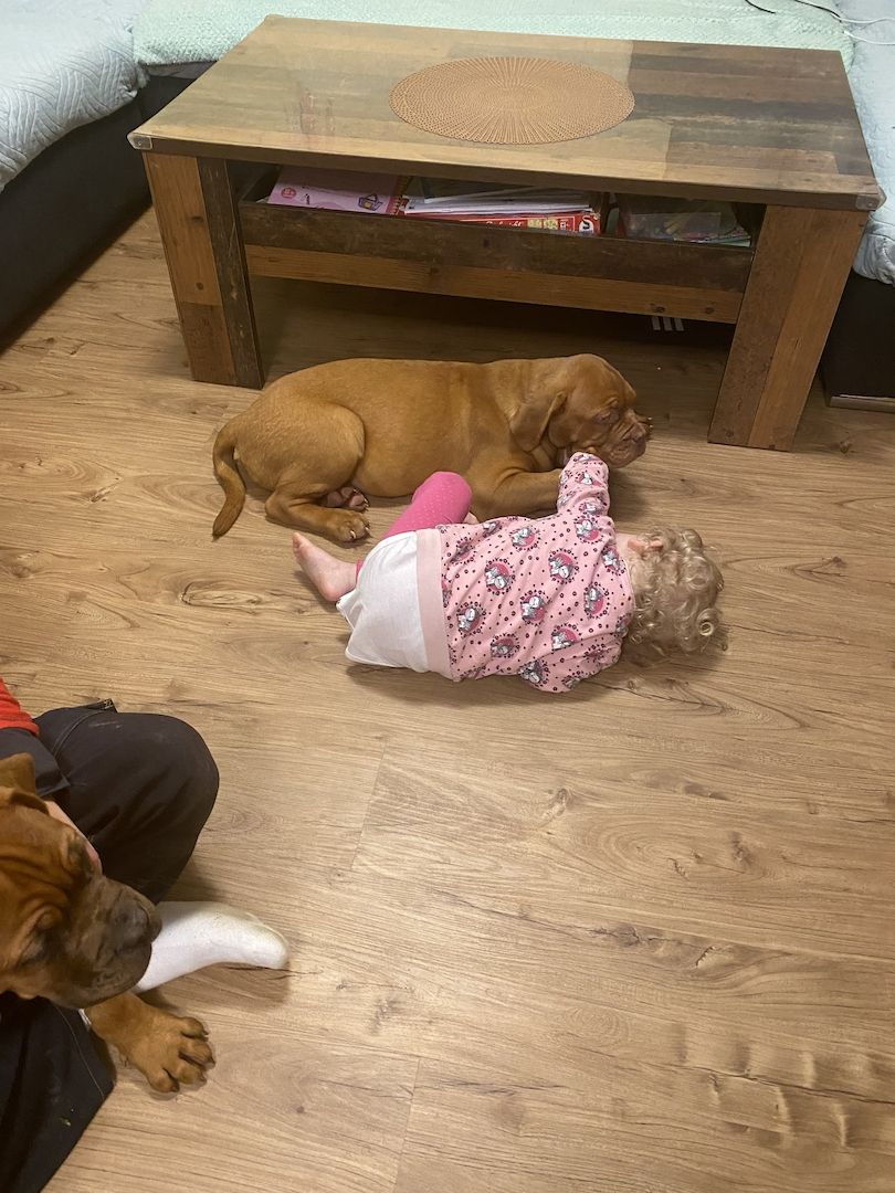 Hundewelpen suchen ein zu Hause Hundewelpen suchen ein zu Hause