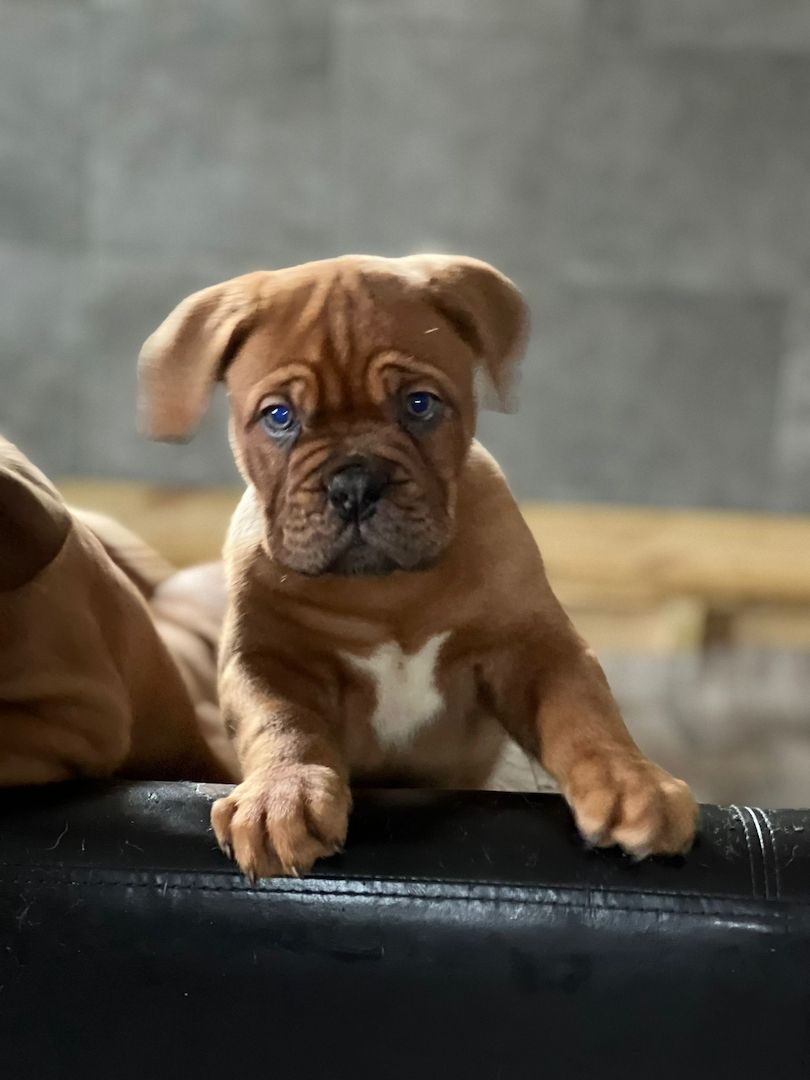 Hundewelpen suchen ein zu Hause Hundewelpen suchen ein zu Hause
