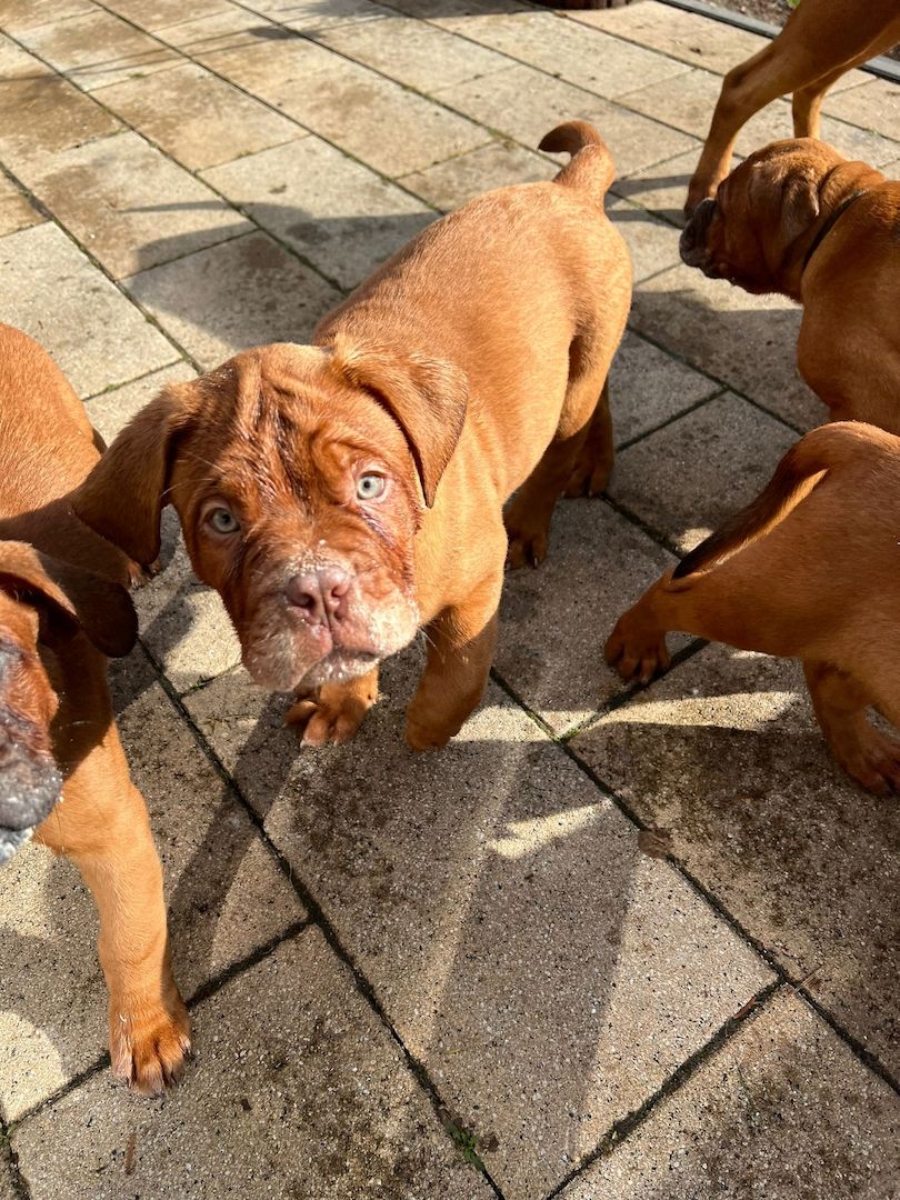 Hundewelpen suchen ein zu Hause Hundewelpen suchen ein zu Hause