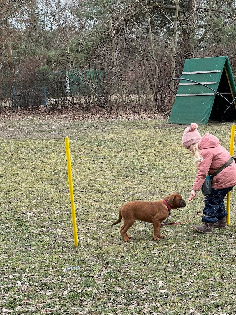 Hundewelpen suchen ein zu Hause Hundewelpen suchen ein zu Hause