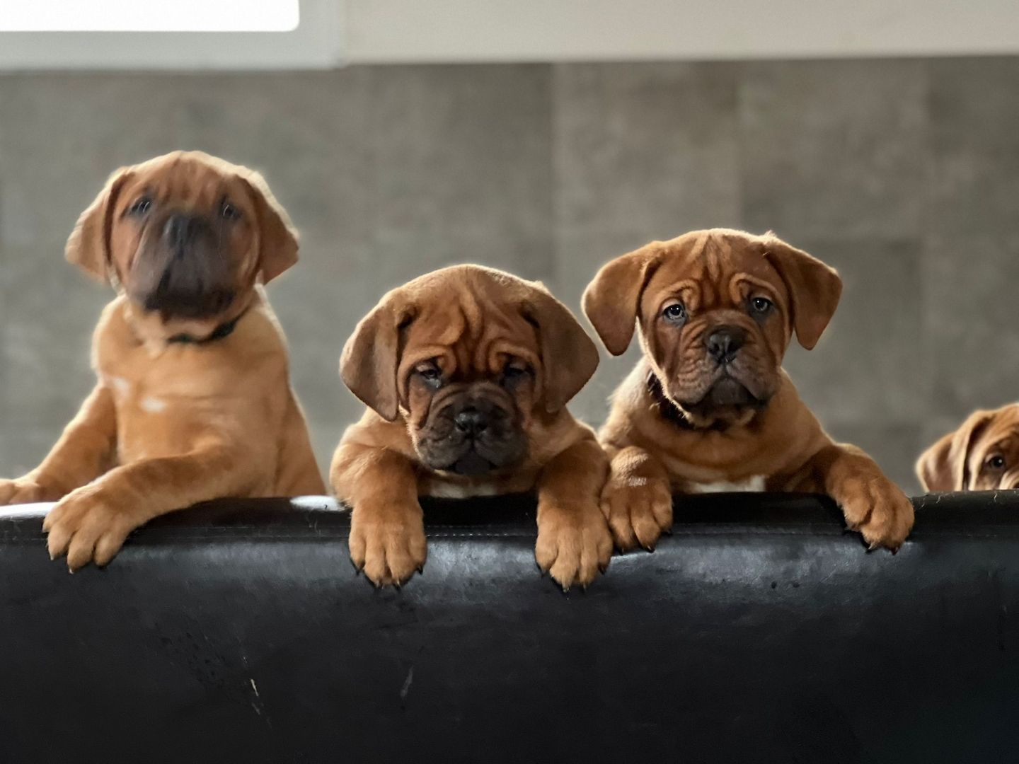 Hundewelpen suchen ein zu Hause Hundewelpen suchen ein zu Hause