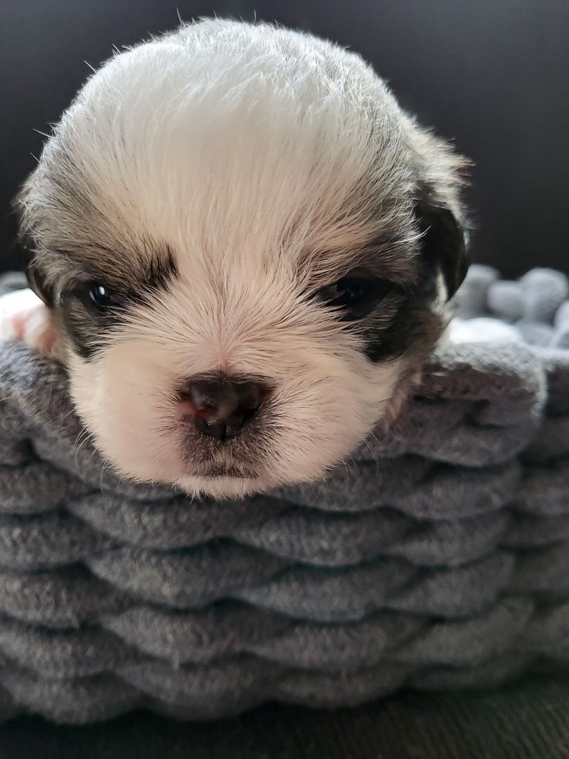 Bolonka Zwetna Mix Welpen Bolonka Zwetna Mix Welpen