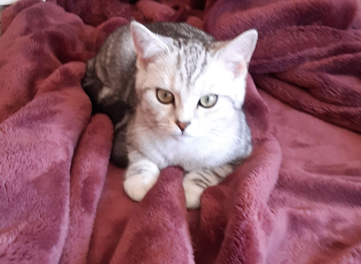 4 süße Kitten suchen ein Zuhause 4 süße Kitten suchen ein Zuhause