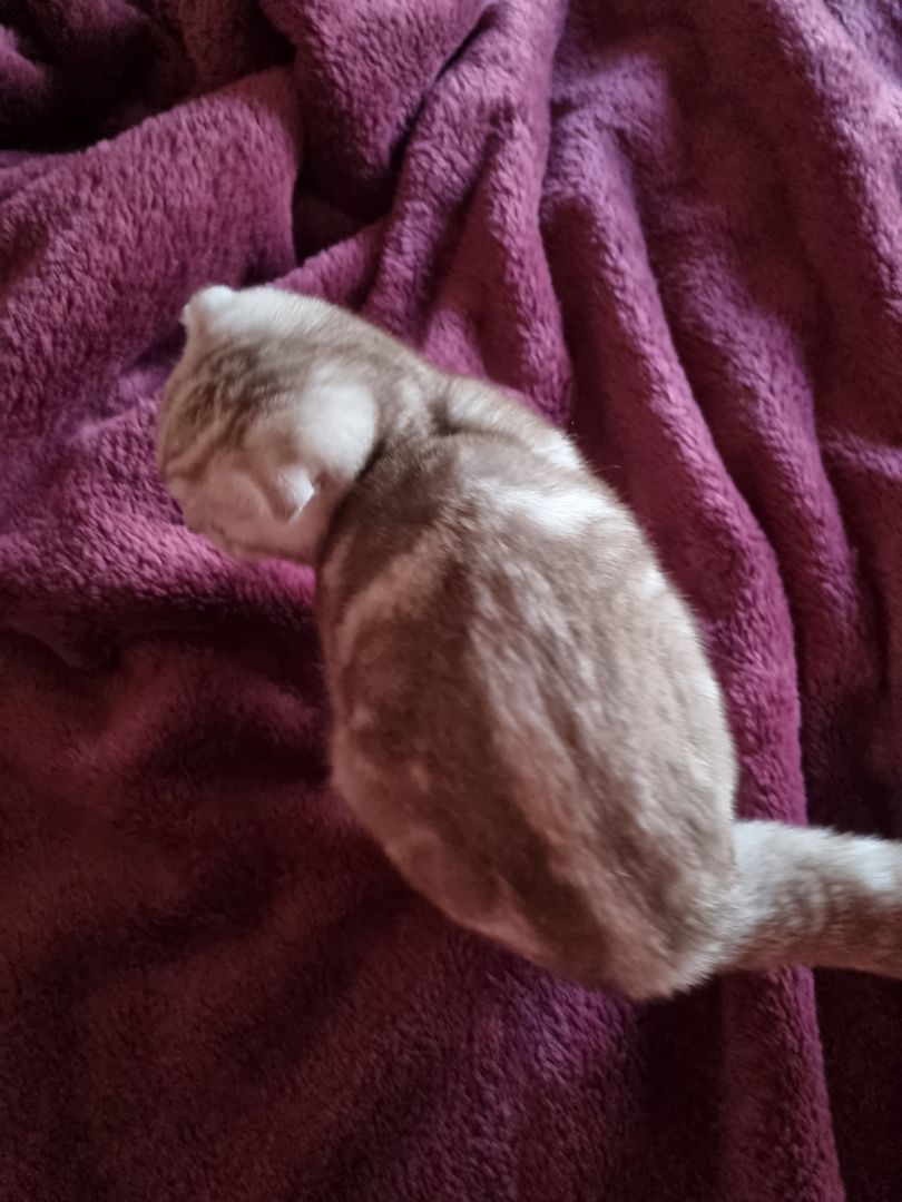 4 süße Kitten suchen ein Zuhause 4 süße Kitten suchen ein Zuhause