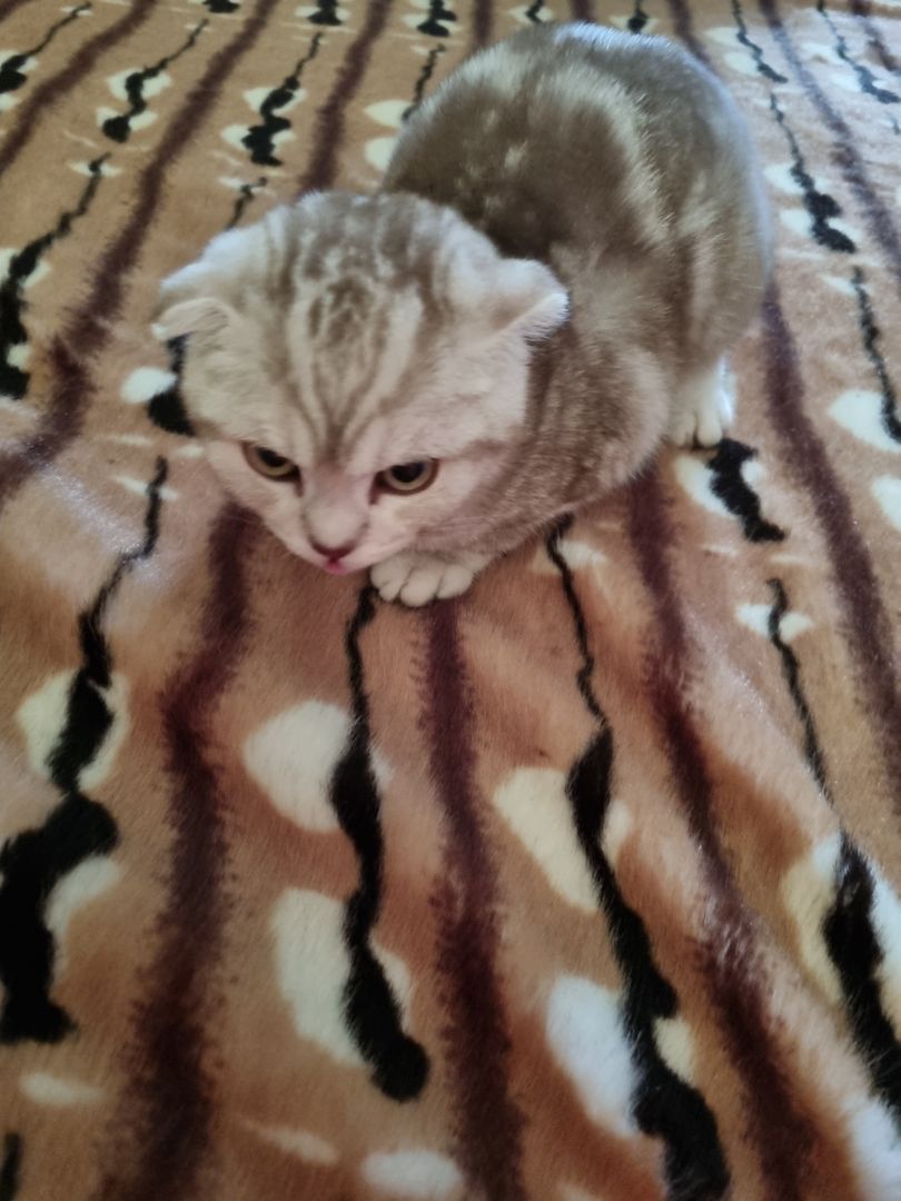 4 süße Kitten suchen ein Zuhause 4 süße Kitten suchen ein Zuhause