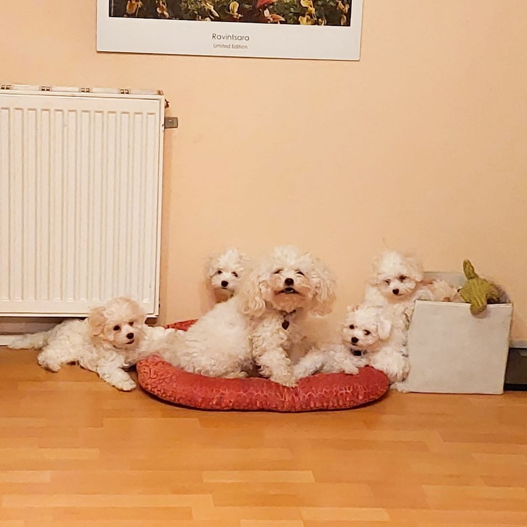 Bichon Malteser