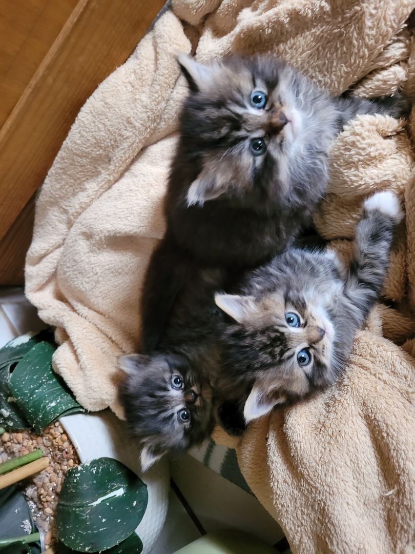 Kleine Kuschelmäuse