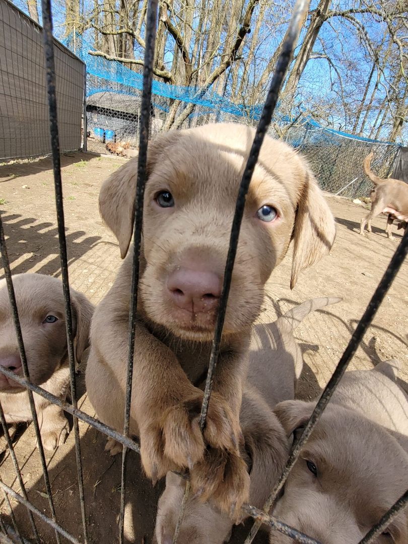 Wunderschöne Labrador Welpen in silber Wunderschöne Labrador Welpen in silber
