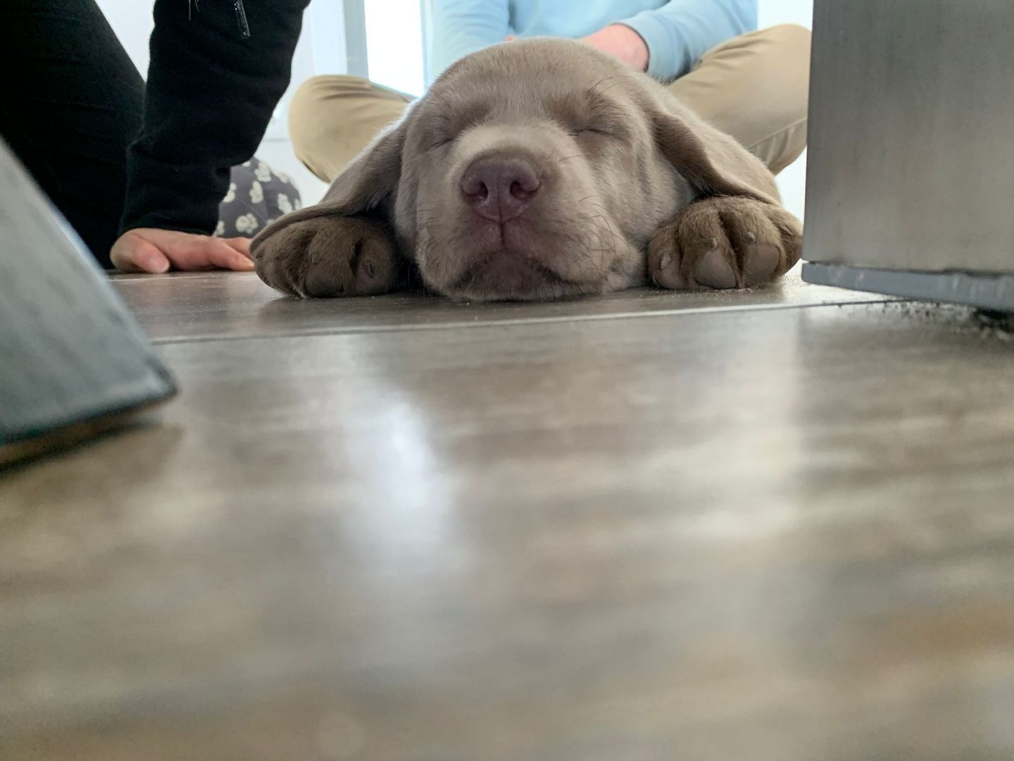 Wunderschöne Labrador Welpen in silber Wunderschöne Labrador Welpen in silber