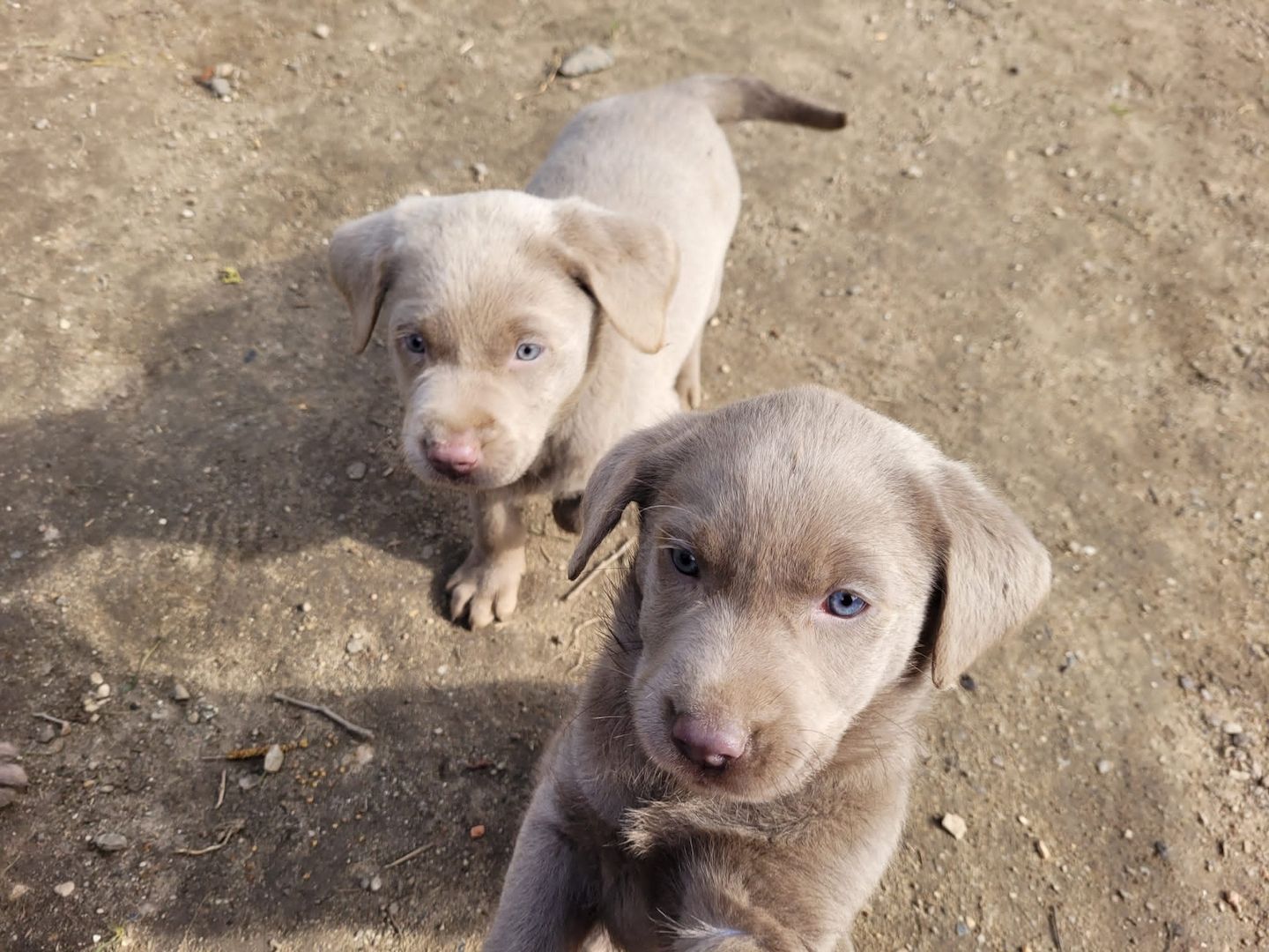 Wunderschöne Labrador Welpen in silber Wunderschöne Labrador Welpen in silber
