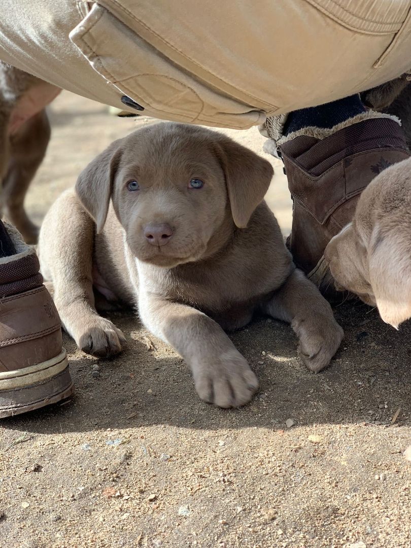 Wunderschöne Labrador Welpen in silber Wunderschöne Labrador Welpen in silber