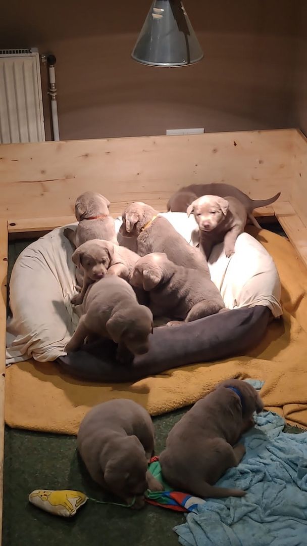 Wunderschöne Labrador Welpen in silber Wunderschöne Labrador Welpen in silber