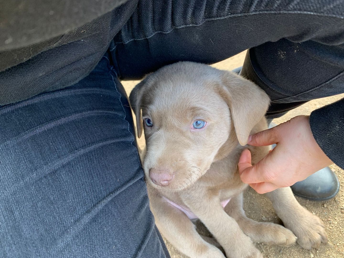 Wunderschöne Labrador Welpen in silber Wunderschöne Labrador Welpen in silber