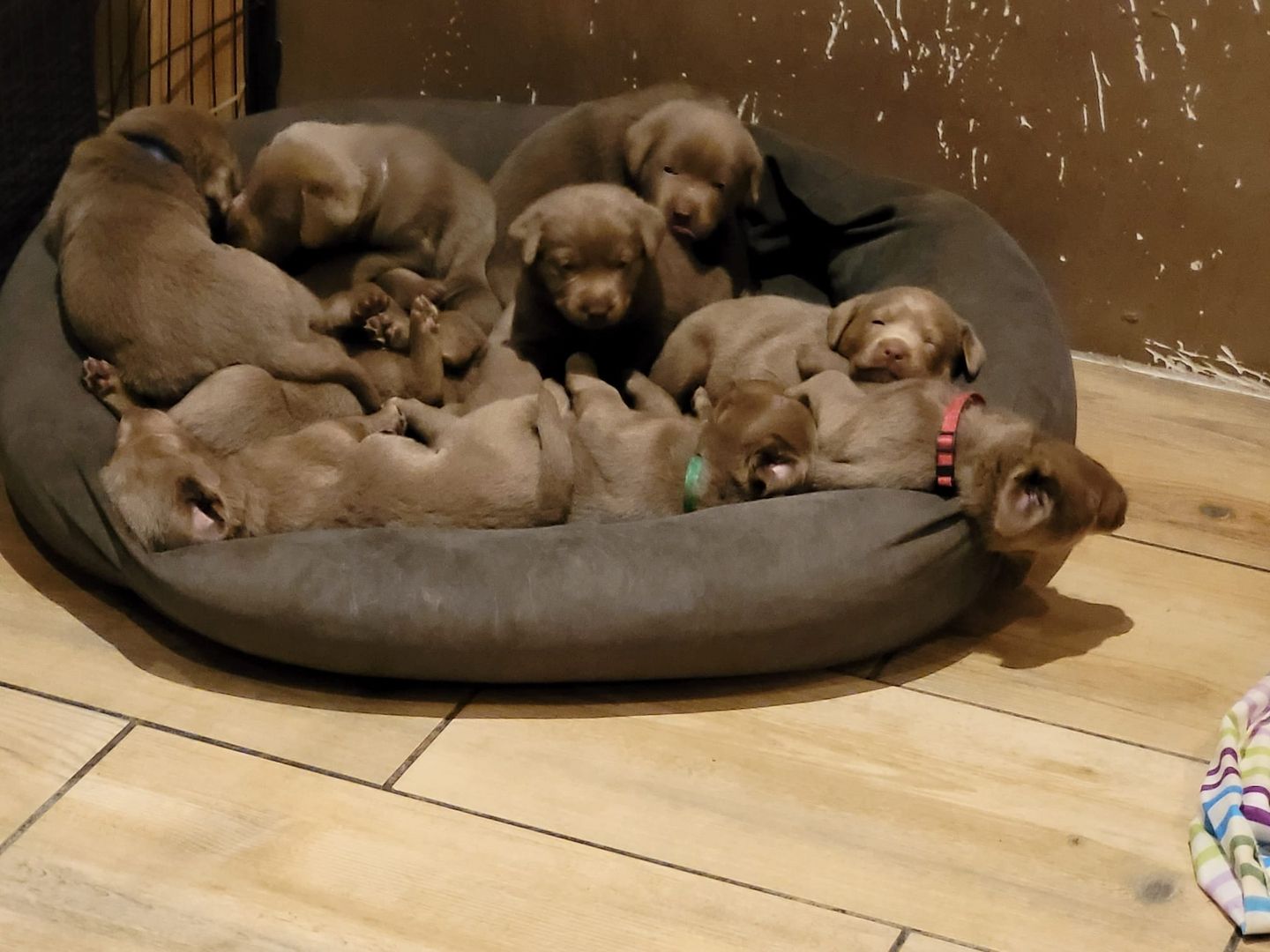 Wunderschöne Labrador Welpen in silber Wunderschöne Labrador Welpen in silber