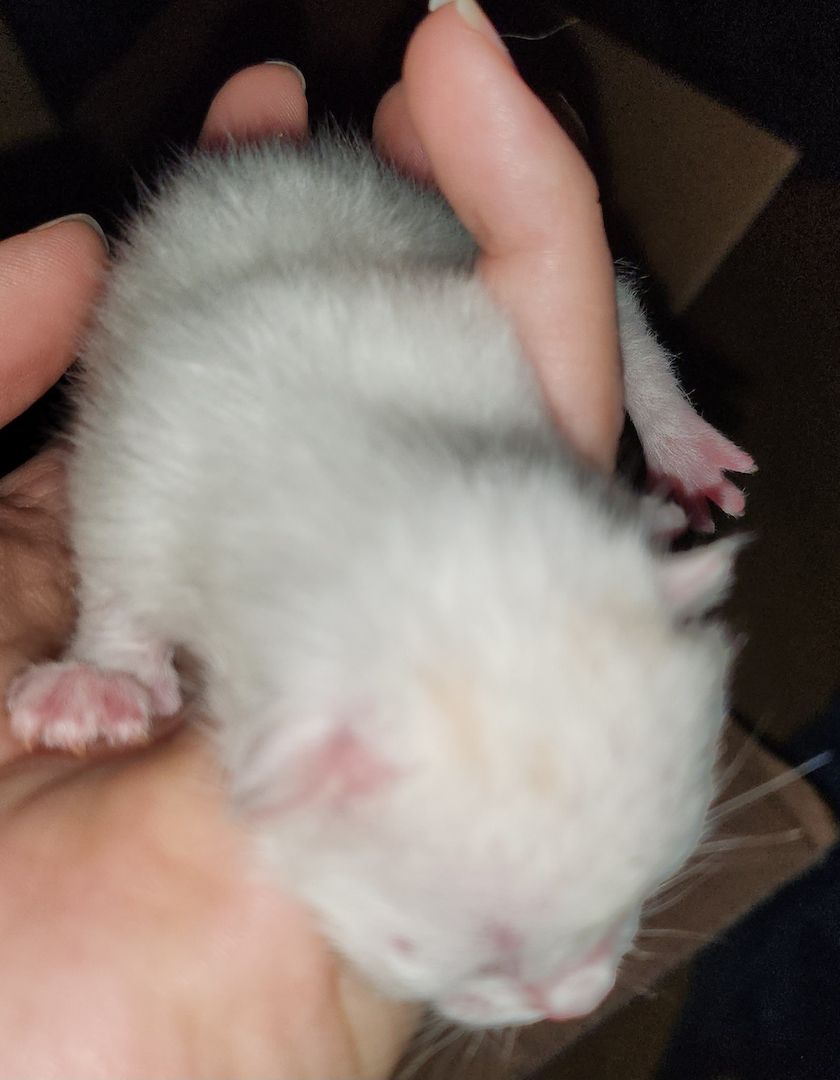 8 Perser Mix Kätzchen suchen ab Juni Bestplätze