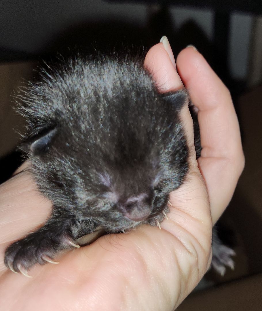 8 Perser Mix Kätzchen suchen ab Juni Bestplätze