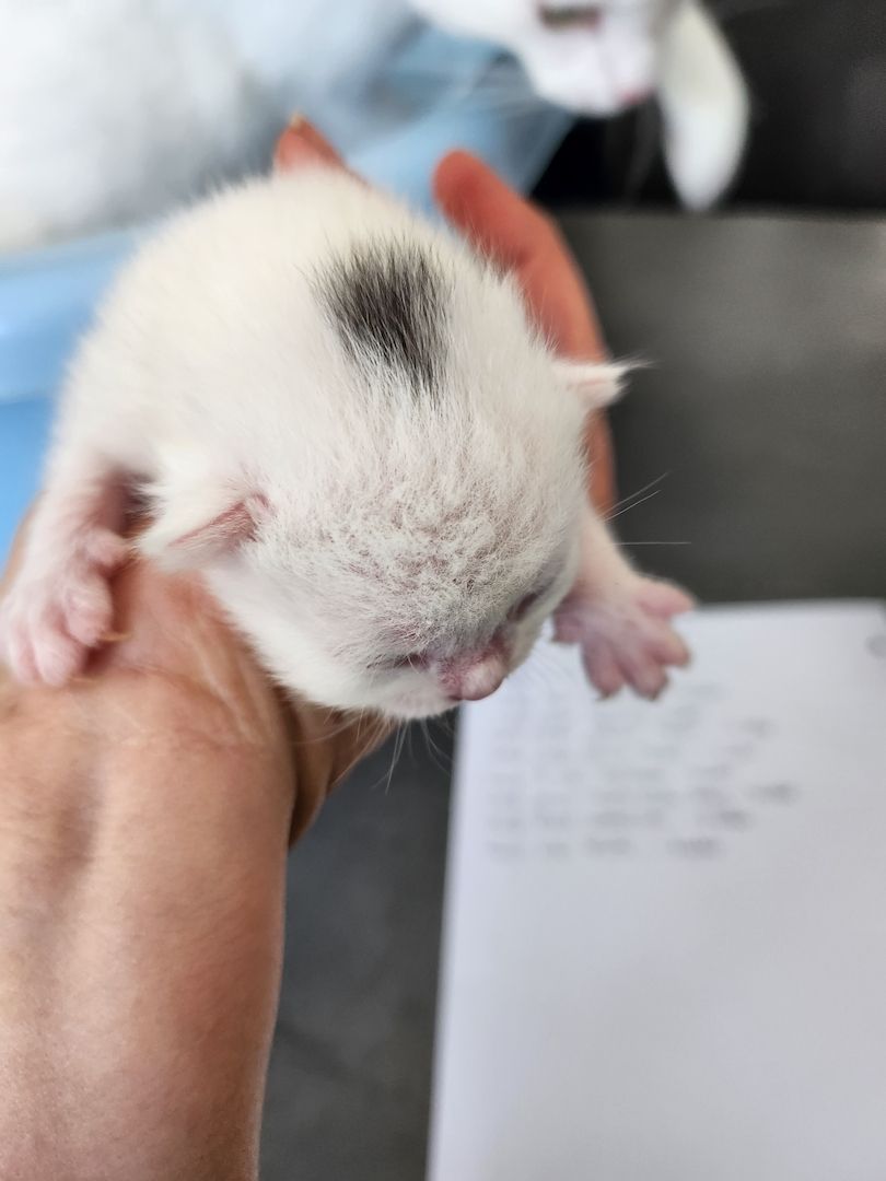 8 Perser Mix Kätzchen suchen ab Juni Bestplätze