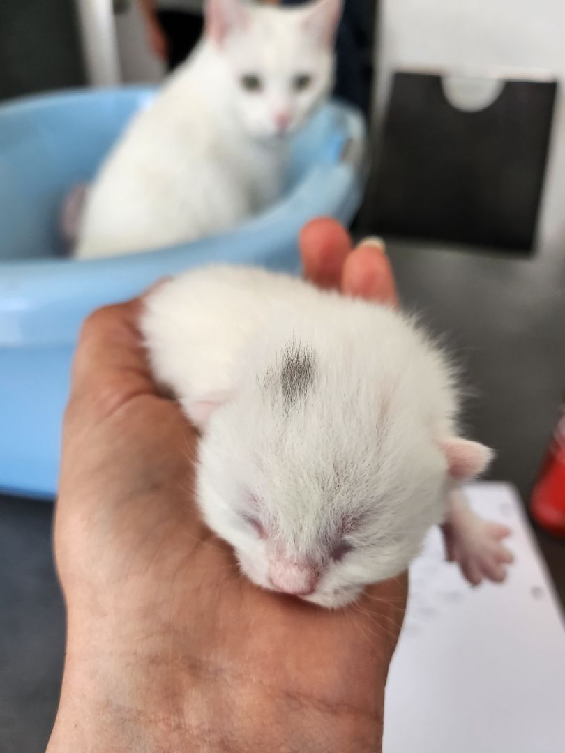 8 Perser Mix Kätzchen suchen ab Juni Bestplätze