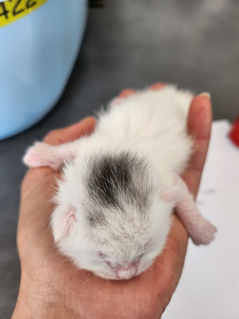 8 Perser Mix Kätzchen suchen ab Juni Bestplätze