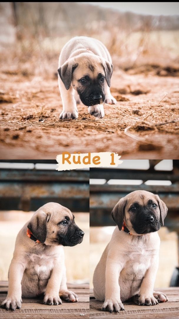 Presa Canario Welpen