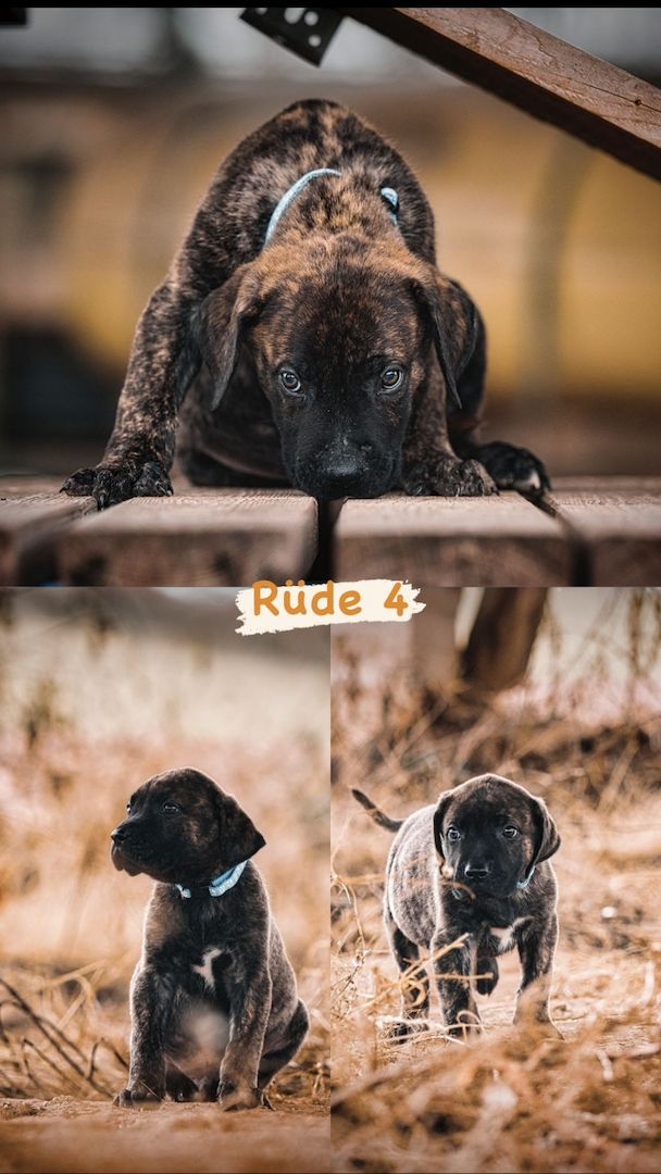 Presa Canario Welpen