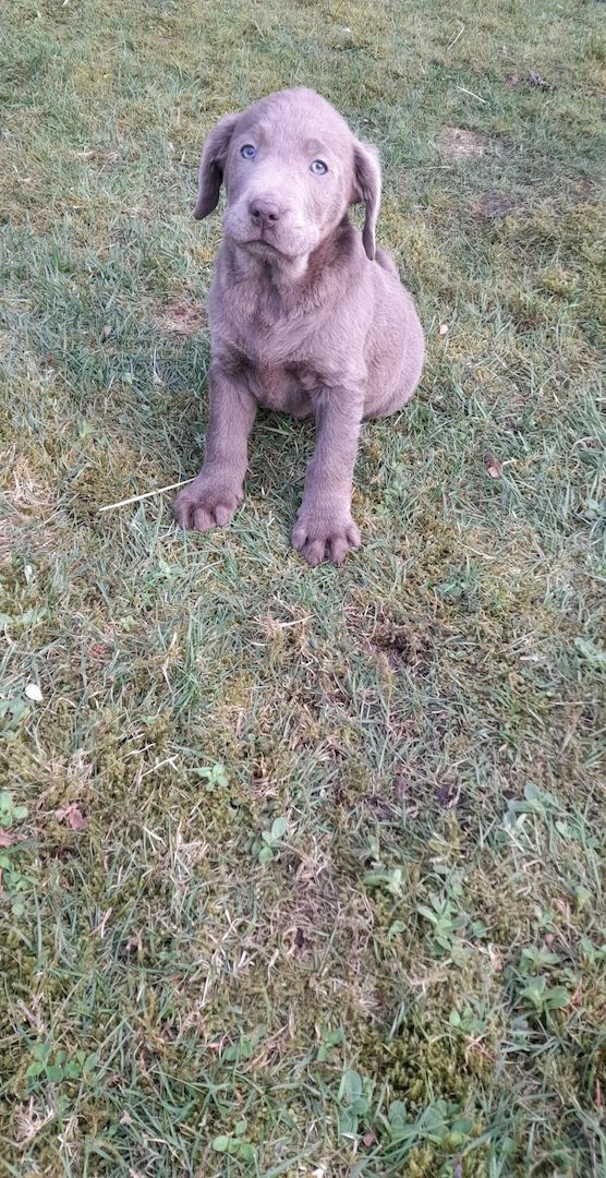 Labradorwelpen braun und silber