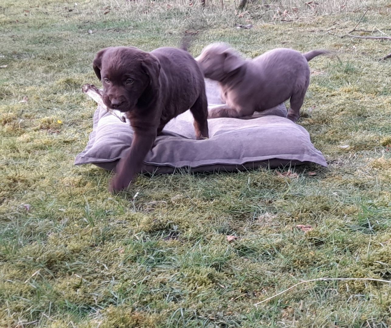Labradorwelpen braun und silber