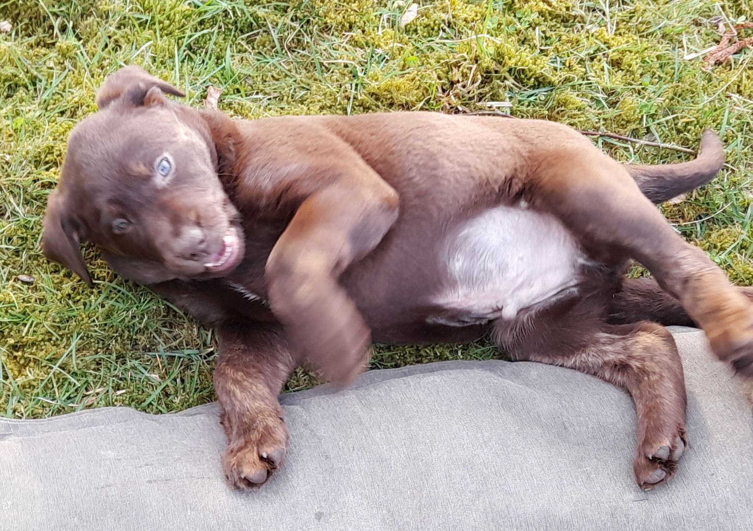 Labradorwelpen braun und silber