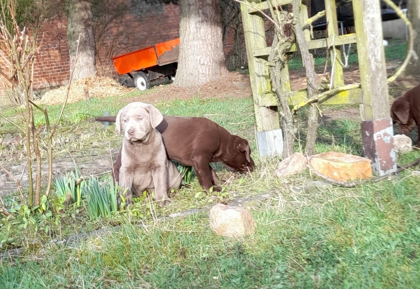 Labradorwelpen braun und silber