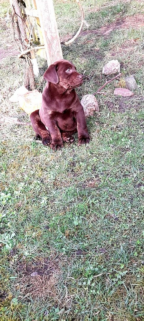 Labradorwelpen braun und silber