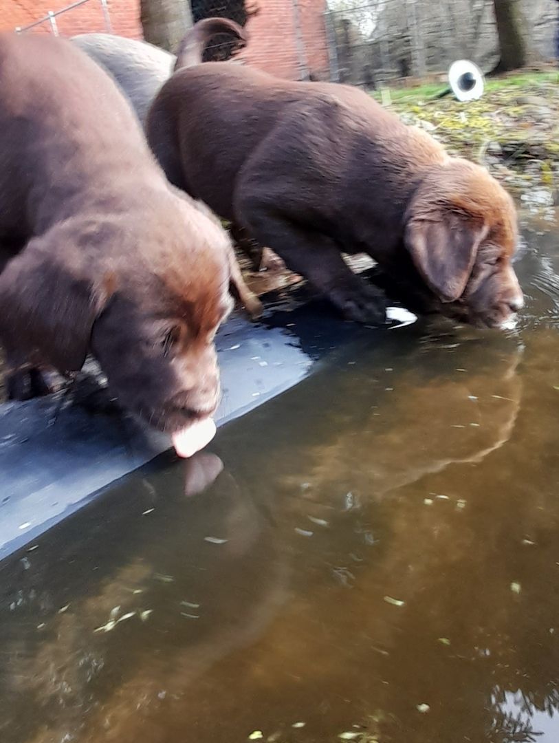 Labradorwelpen braun und silber