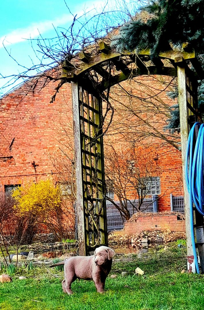 Labradorwelpen braun und silber