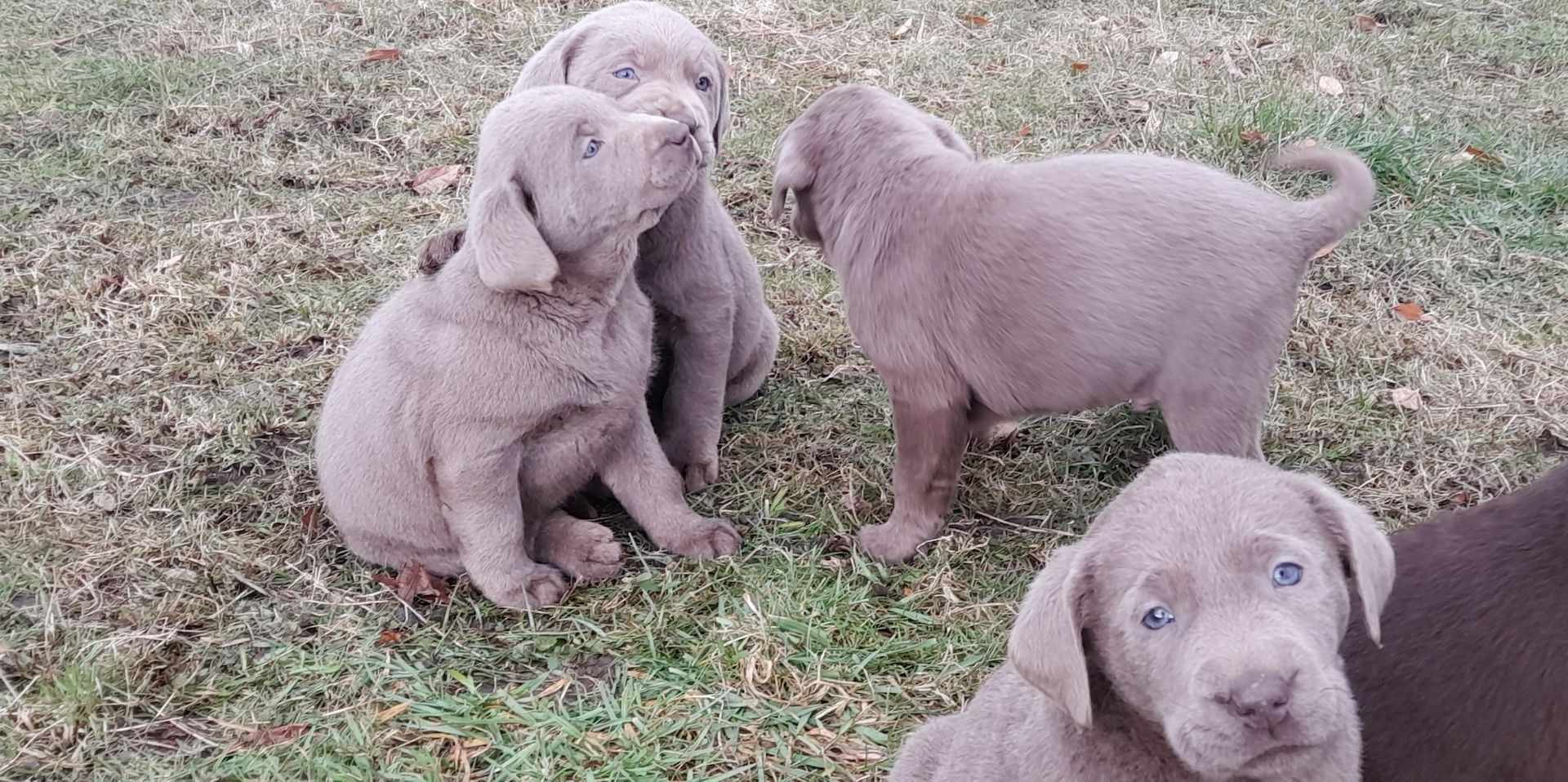 Labradorwelpen braun und silber