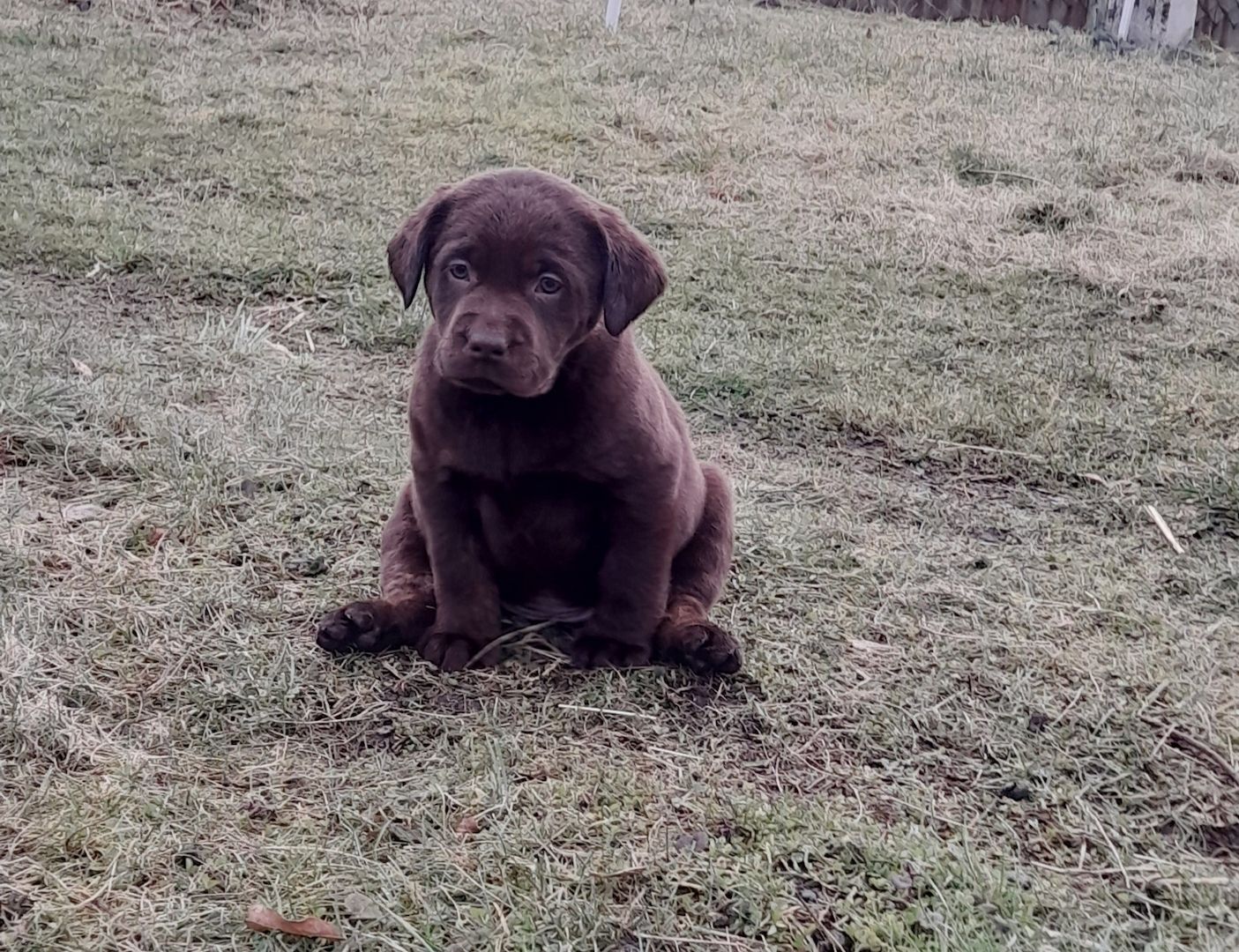 Labradorwelpen braun und silber
