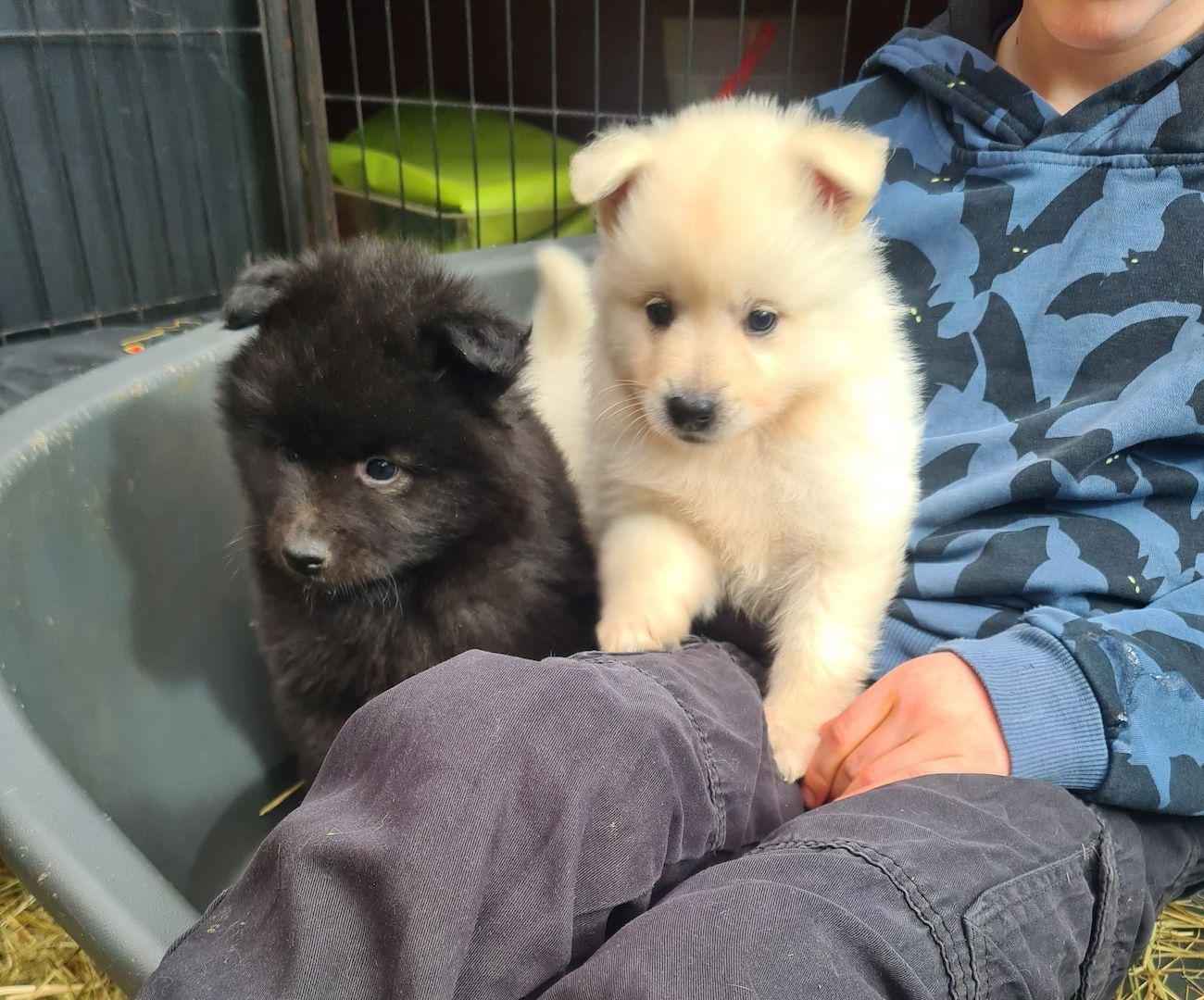 Großspitz Spitz Welpen Weibchen Großspitz Spitz Welpen Weibchen