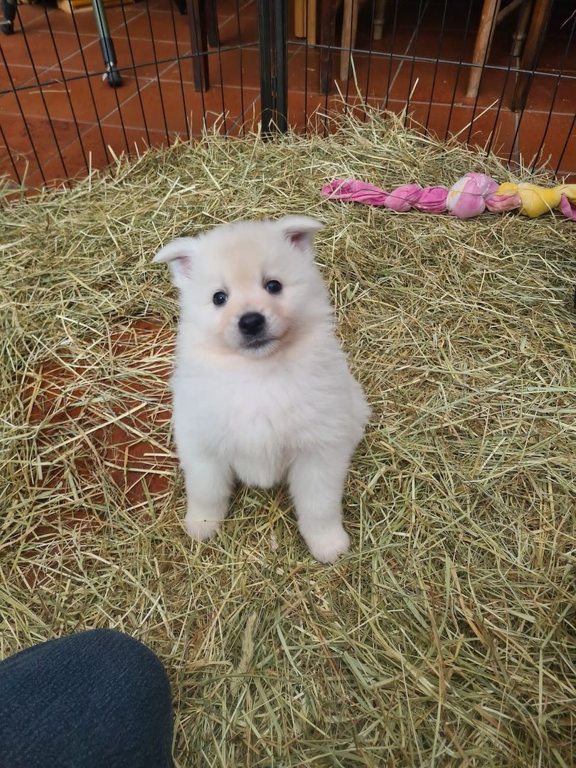 Großspitz Spitz Welpen Weibchen Großspitz Spitz Welpen Weibchen