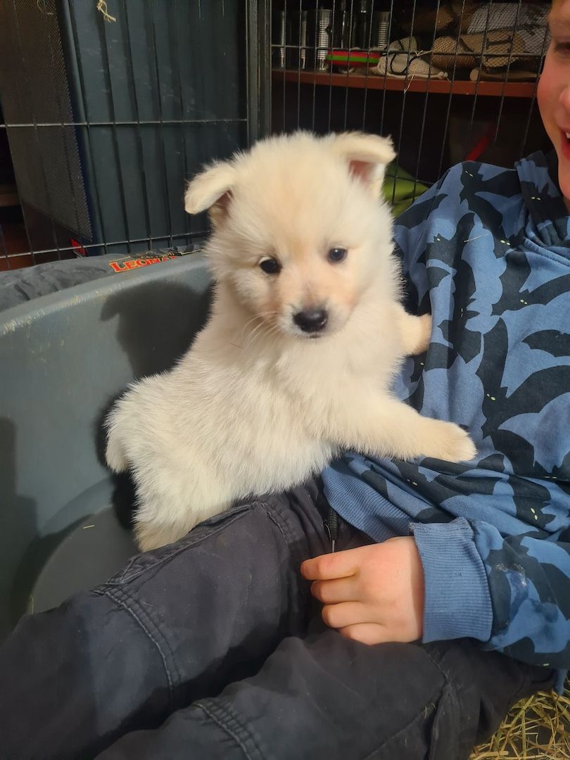 Großspitz Spitz Welpen Weibchen Großspitz Spitz Welpen Weibchen