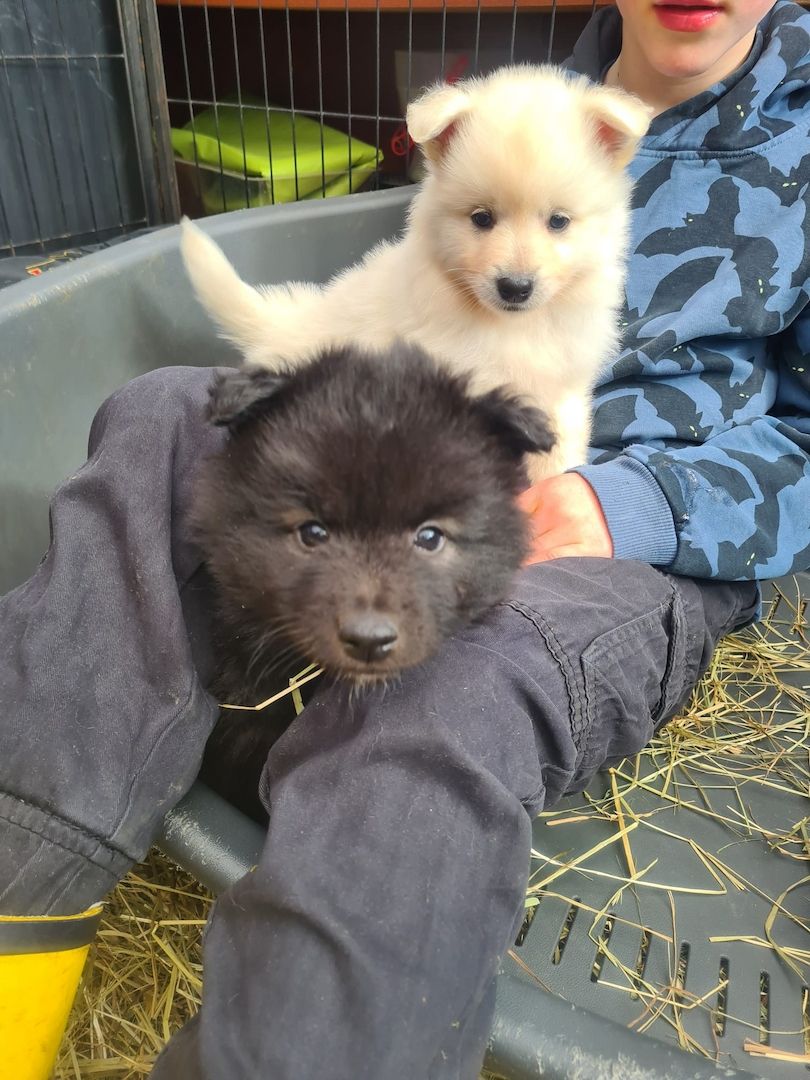 Großspitz Spitz Welpen Weibchen Großspitz Spitz Welpen Weibchen