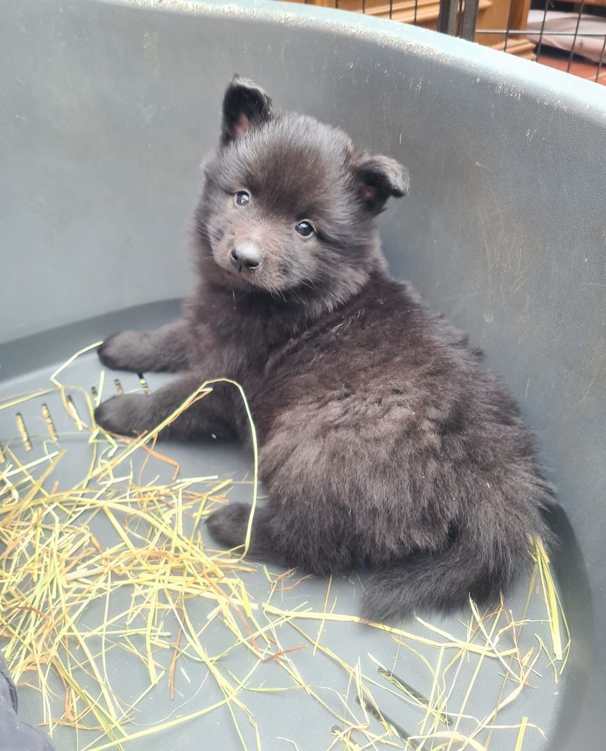 Großspitz Spitz Welpen Weibchen Großspitz Spitz Welpen Weibchen