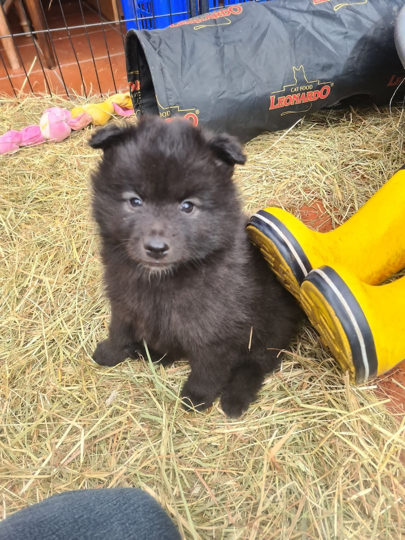 Großspitz Spitz Welpen Weibchen Großspitz Spitz Welpen Weibchen