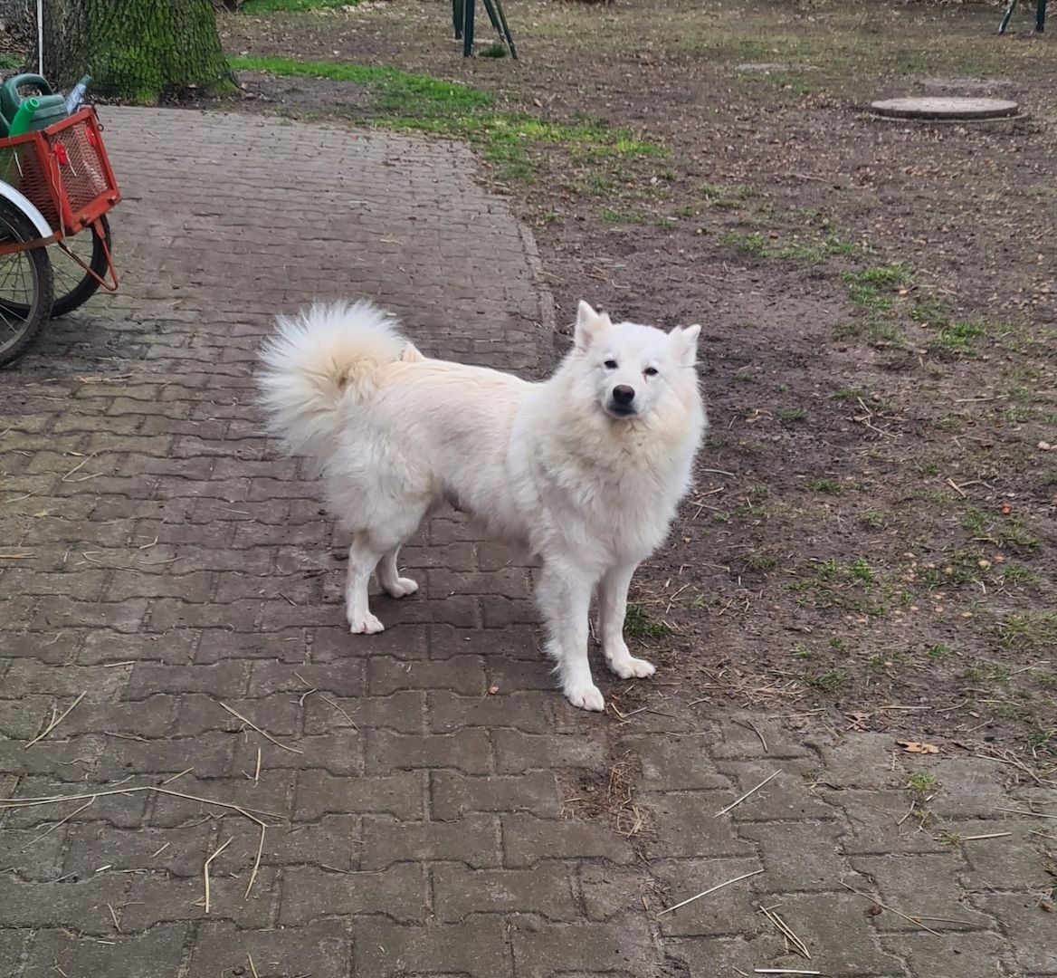 Großspitz Spitz Welpen Weibchen Großspitz Spitz Welpen Weibchen