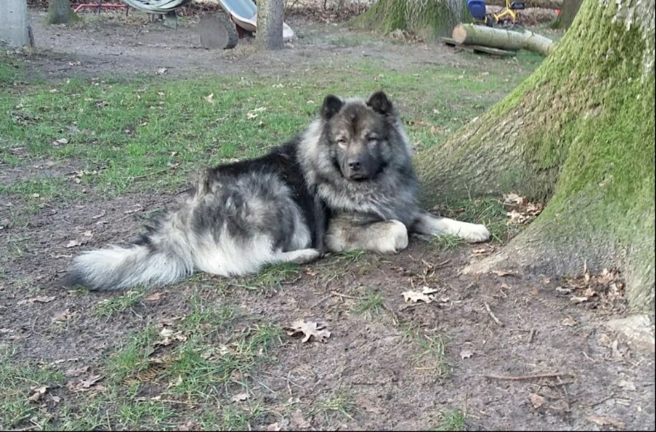 Großspitz Spitz Welpen Weibchen Großspitz Spitz Welpen Weibchen