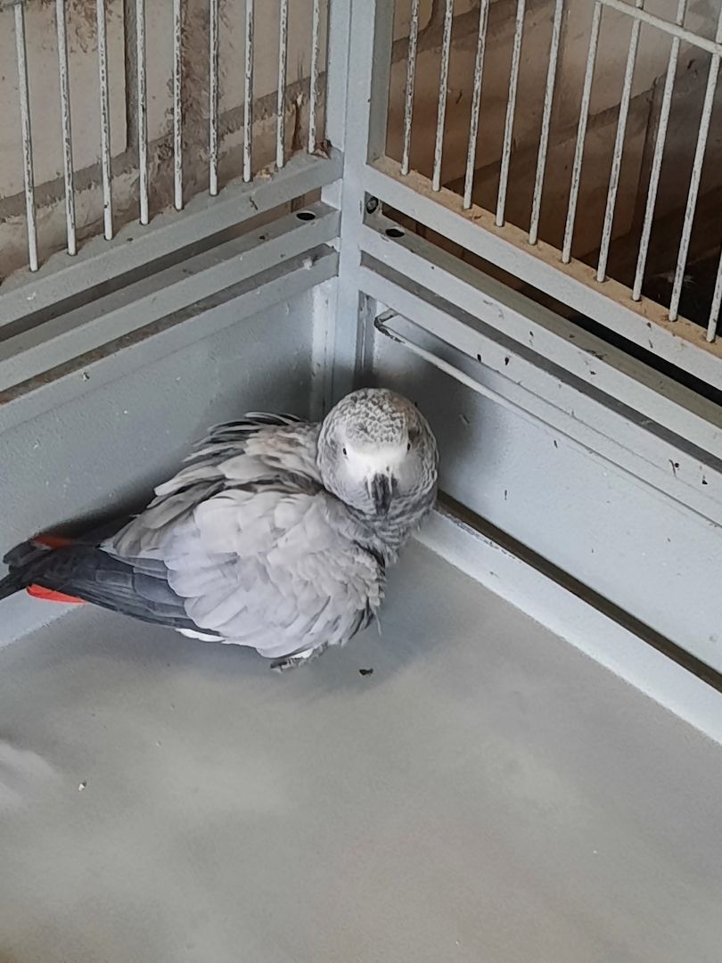 Vogel Papageien Vogel Papageien