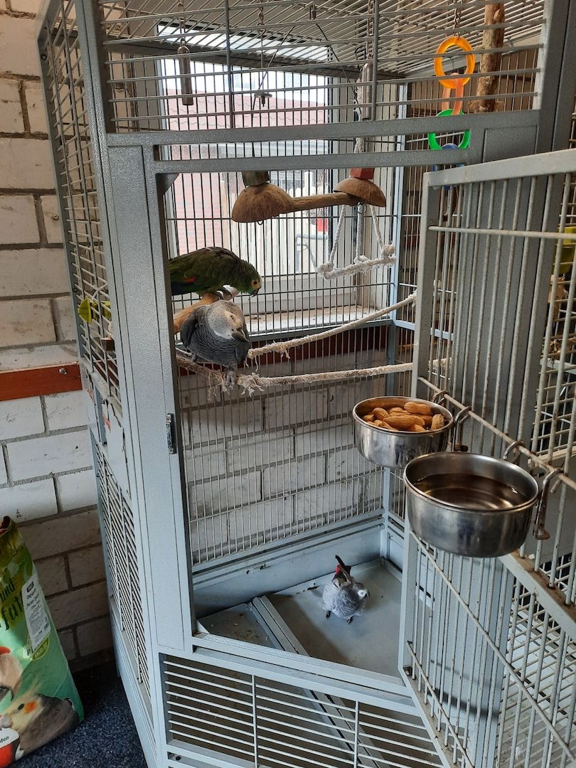 Vogel Papageien Vogel Papageien