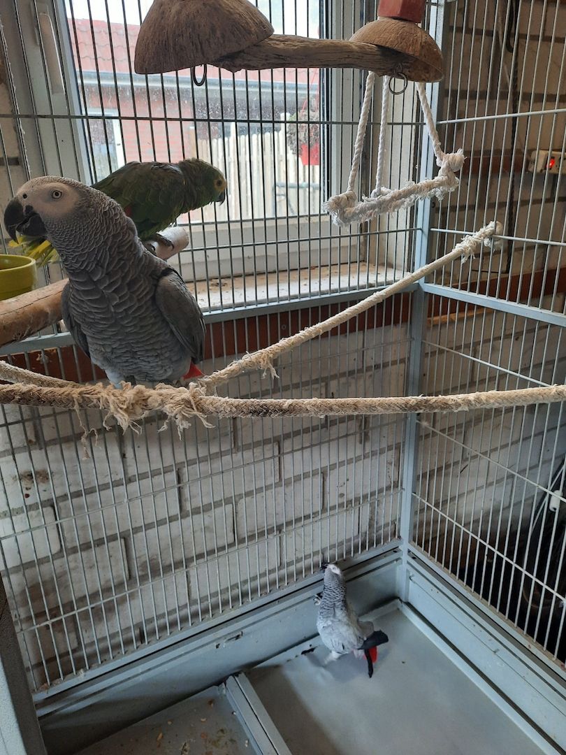 Vogel Papageien Vogel Papageien