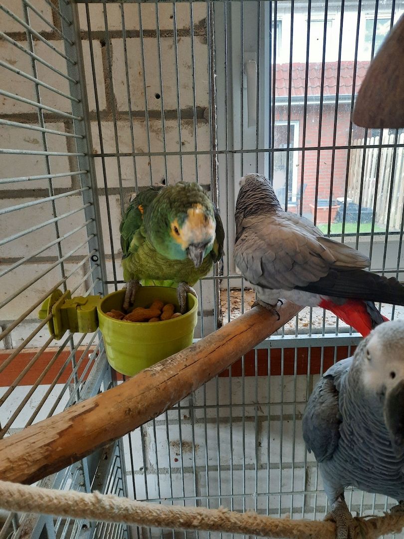 Vogel Papageien Vogel Papageien